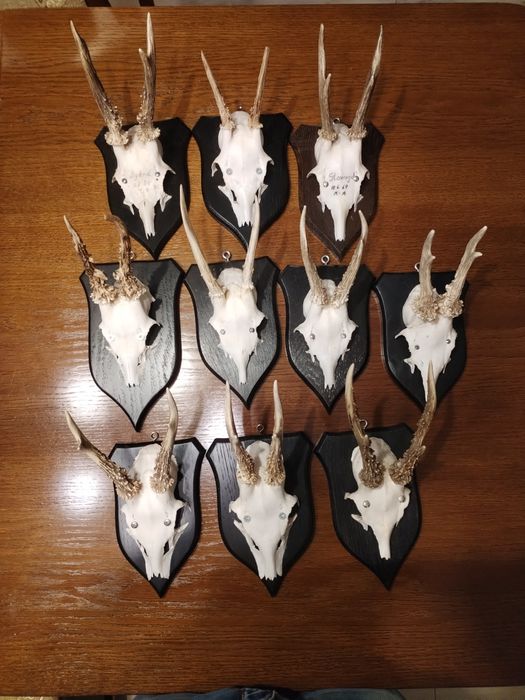 Kolekcja 10szt poroże sarna