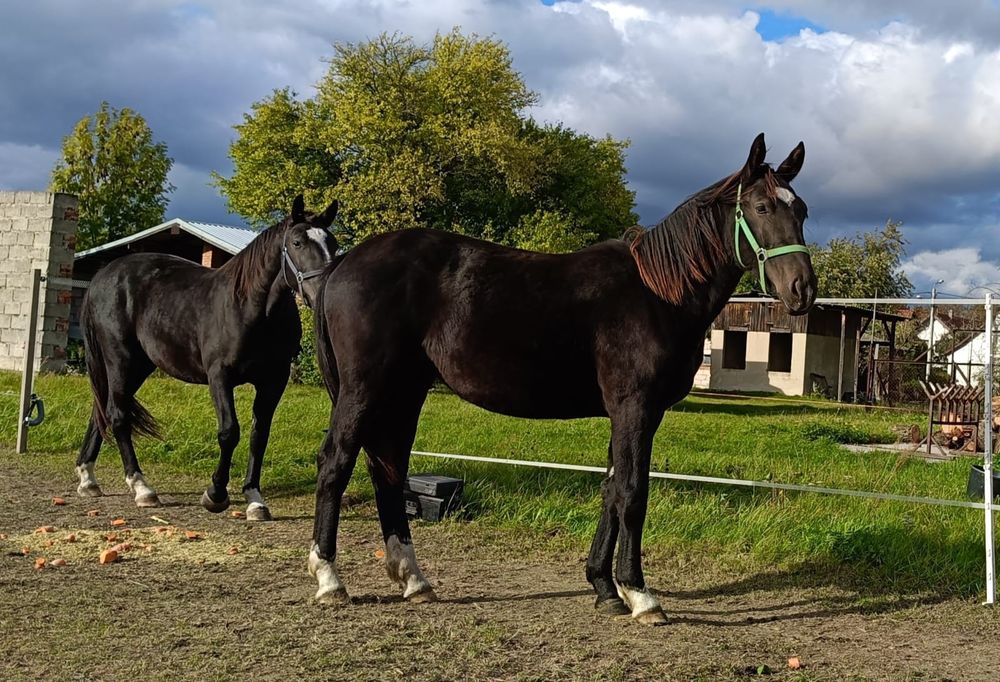 Klacz Śląska , koń śląski.  zamiana