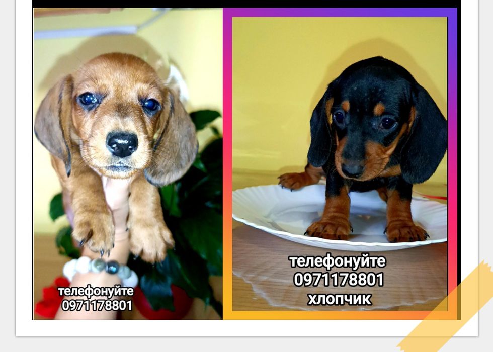 Міні-такси шукають дім!
Руді дівчатка та чорно-підпалі хлопчики