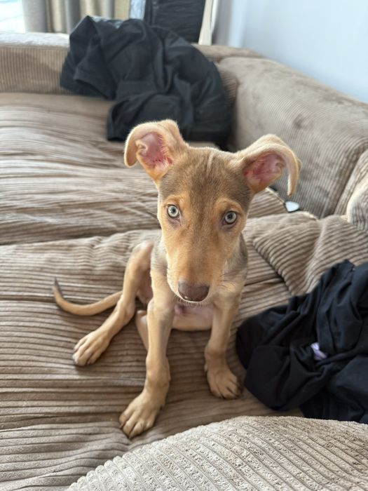 Щенок метис,привитый