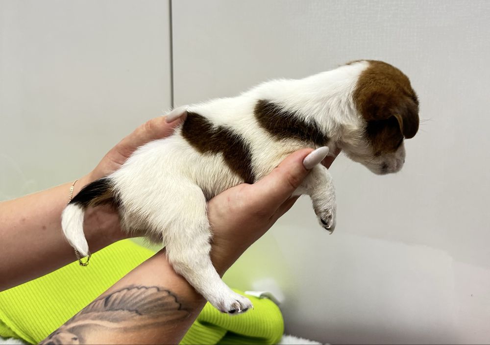 Piesek Jack Russel Terrier z Rodowodem gotowy do odbioru
