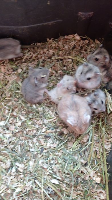 Хомячок джунгарик