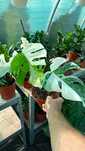 ROŚNIE Monstera Variegata a