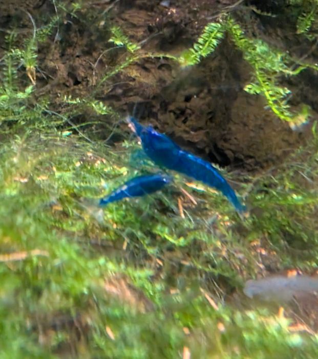 Neocaridina blue dream