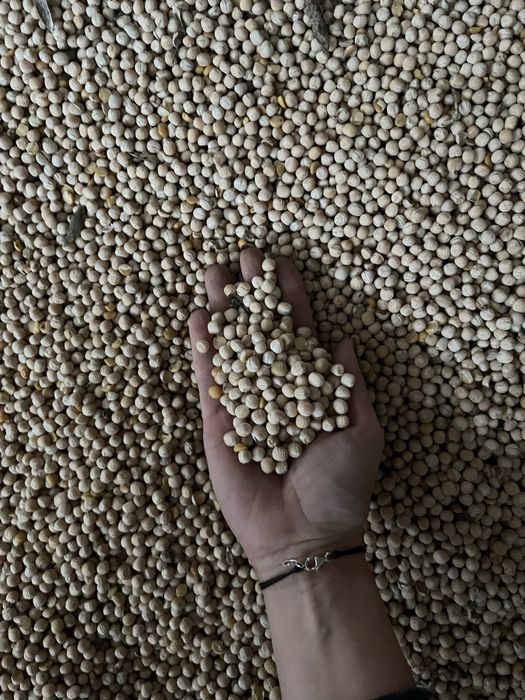 Groch siewny Astronaute