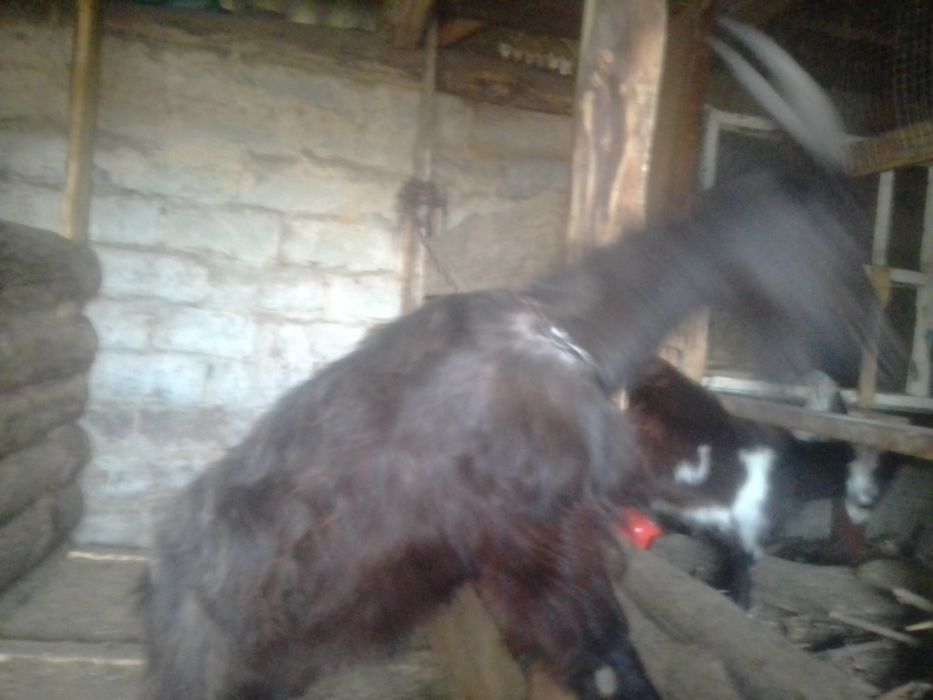 Коза поле первого окота