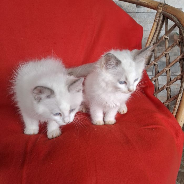Ragdoll kocurek rodowód + wyprawka