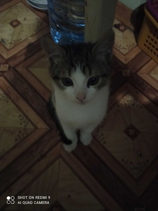 Віддамо кошеня в добрі,дбайливі руки