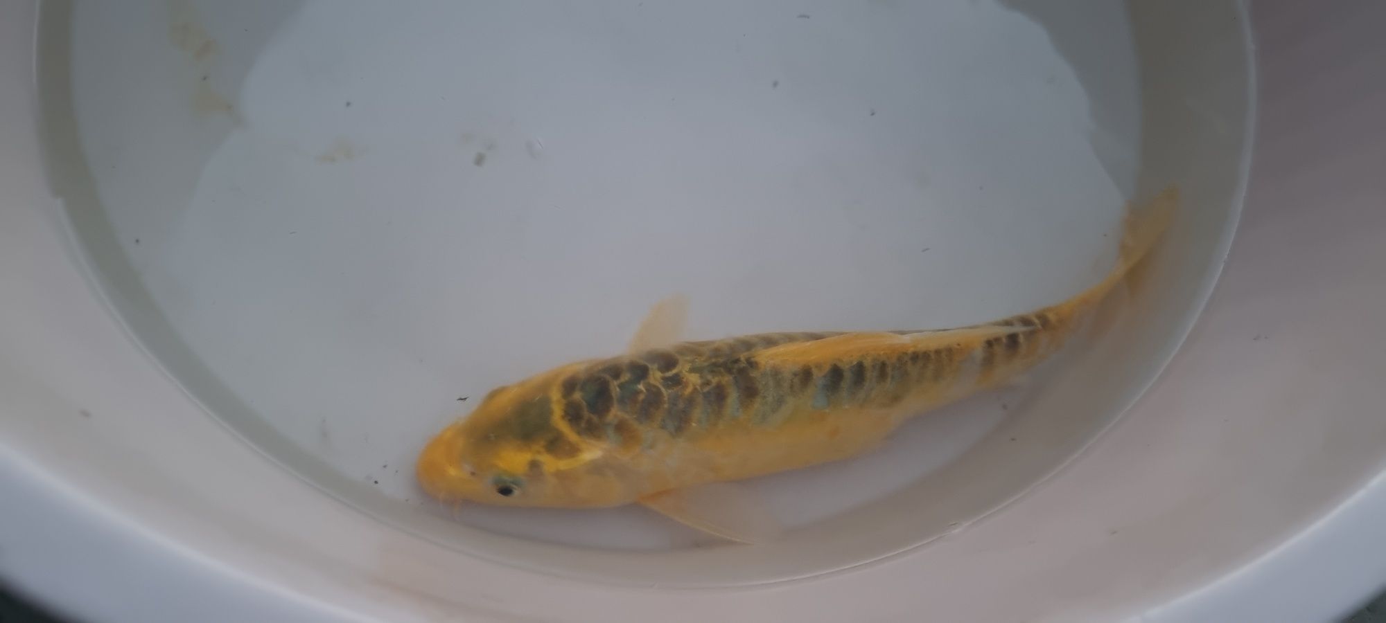 Carpa Koi - 30 cm