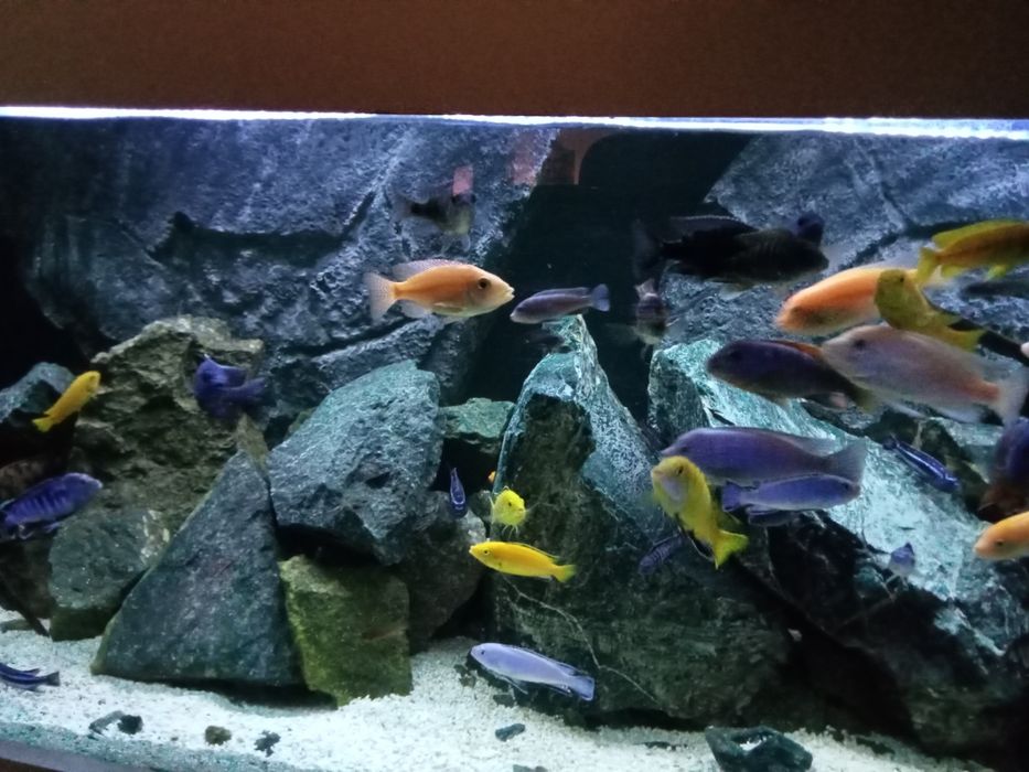 Kamień do akwarium serpentynit zielony