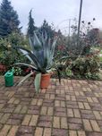 Sprzedam piękna agawe