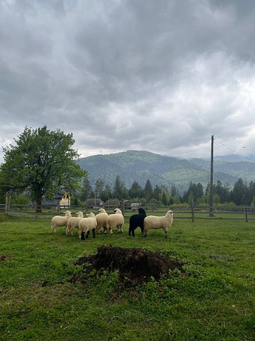 ПРОДАЮТЬСЯ Румунські та Карпатські вівці