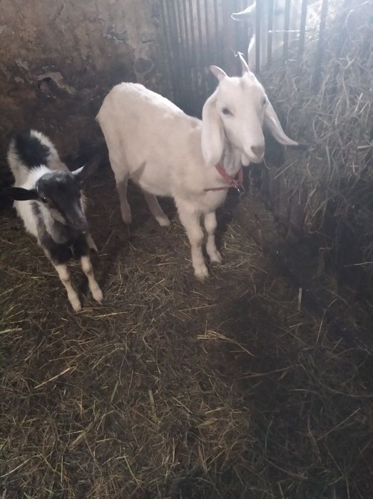 Kozy sprzedam młode
