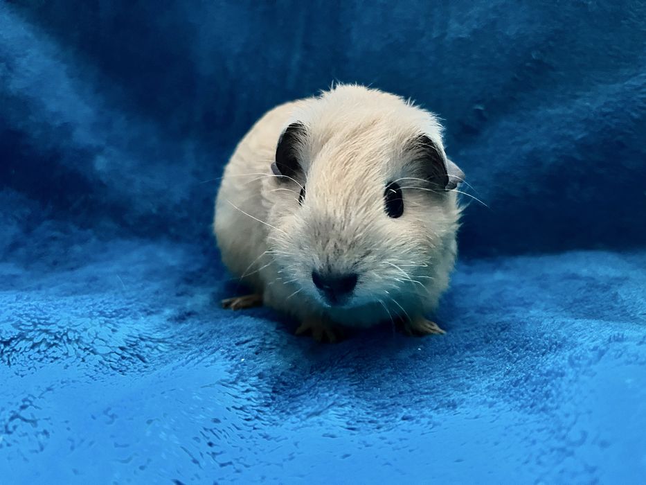 Świnka morska California, samiczka