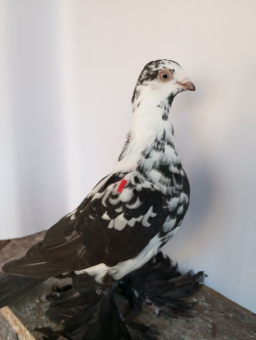 Witam wiedyn czarny samiec mazowieckie losice