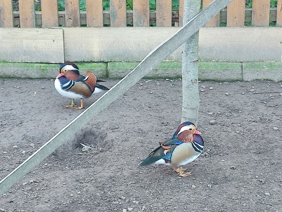 Sprzedam  kaczki mandarynki