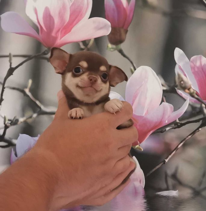 Cudowna dziewczynka rasy CHIHUAHUA !