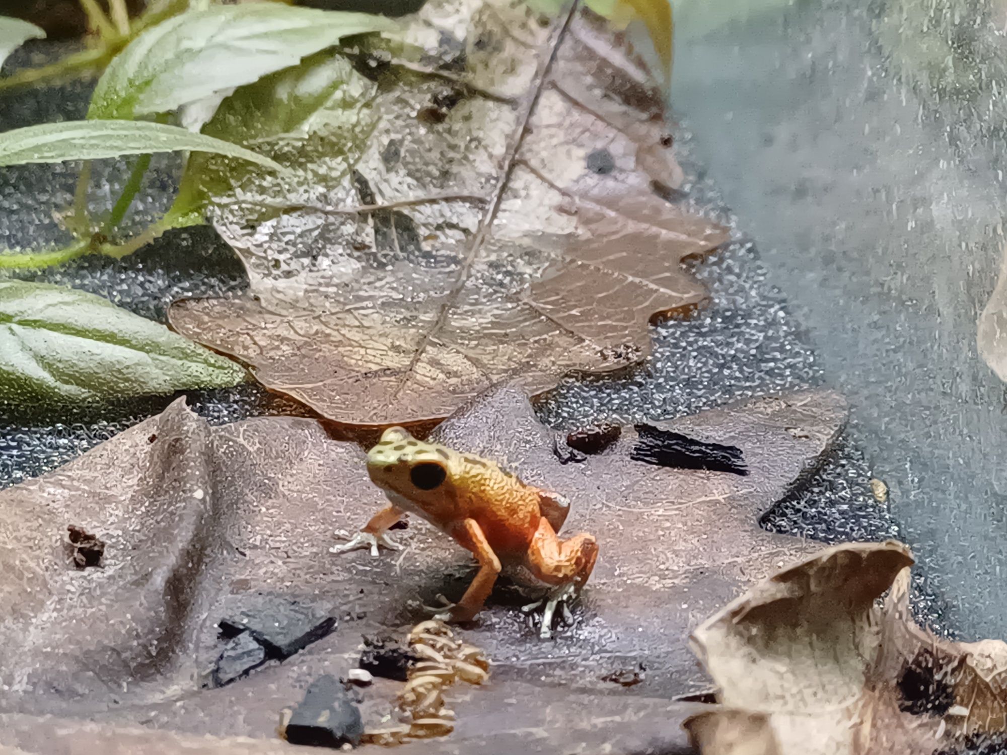 Oophaga pumilio bastimentos żaba drzewołaz