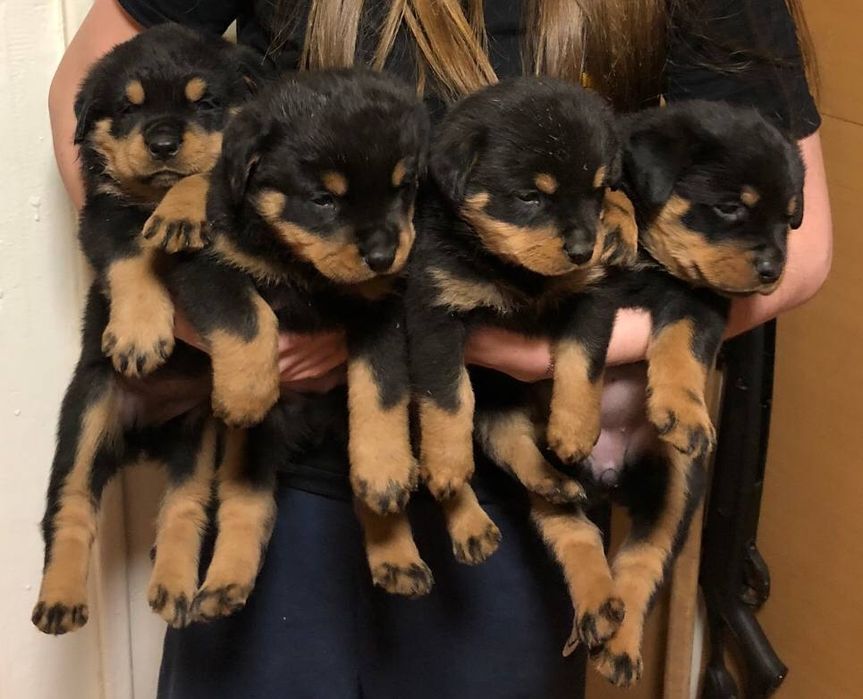 Великий ротвейлер в'язка