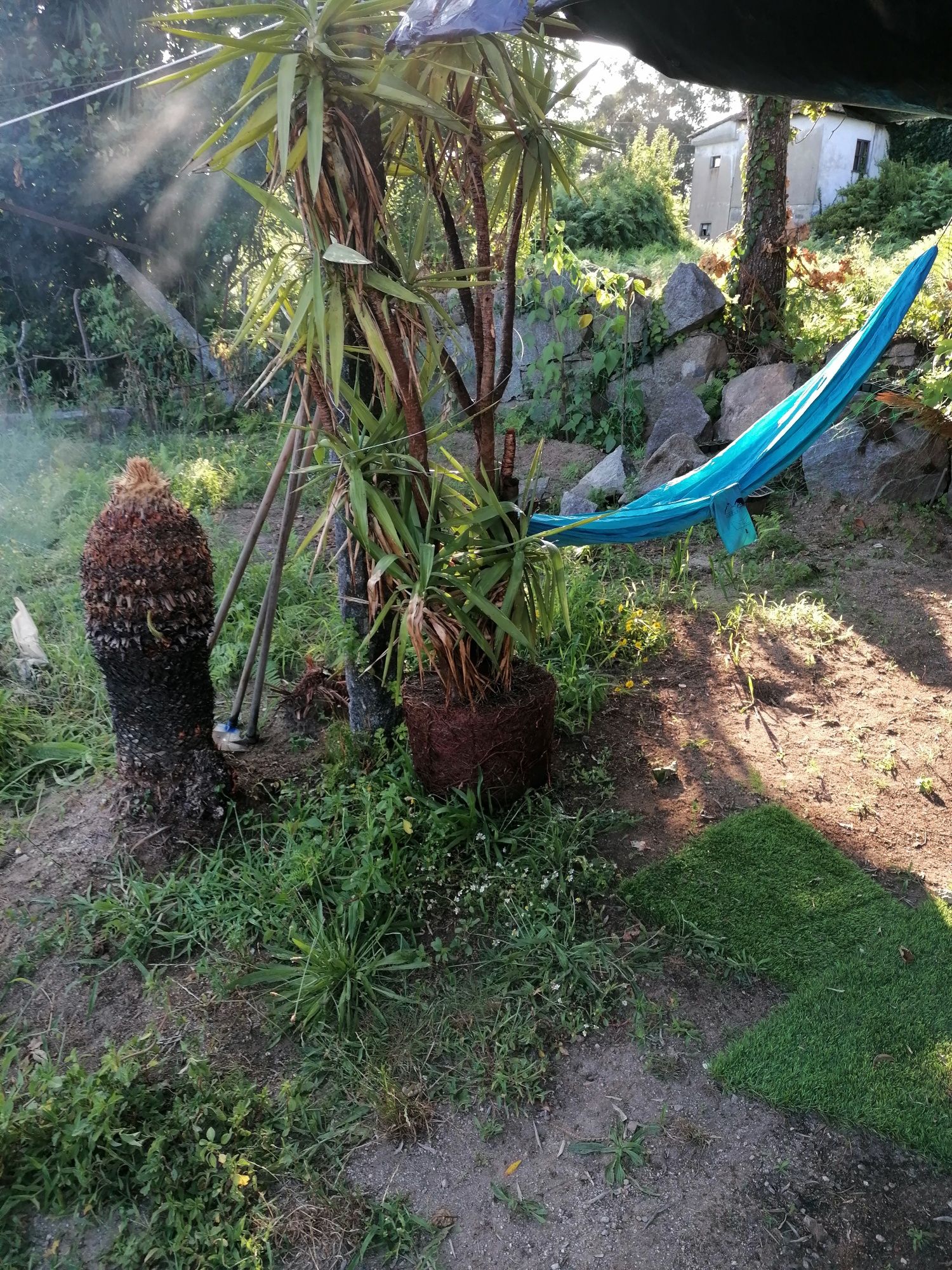 Palmeira Yuca gigante