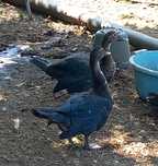 Patos mudos novos