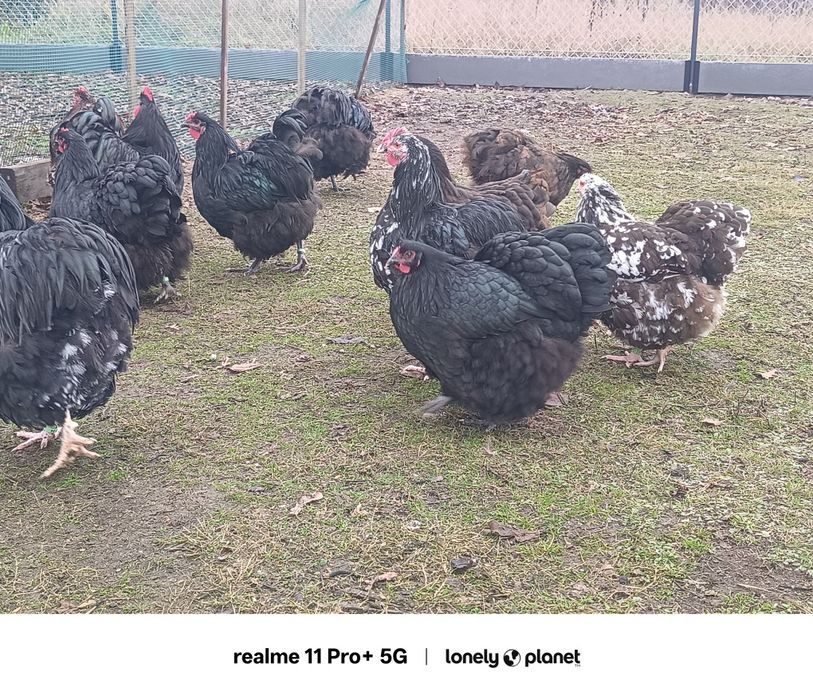 Kury koguty orpington