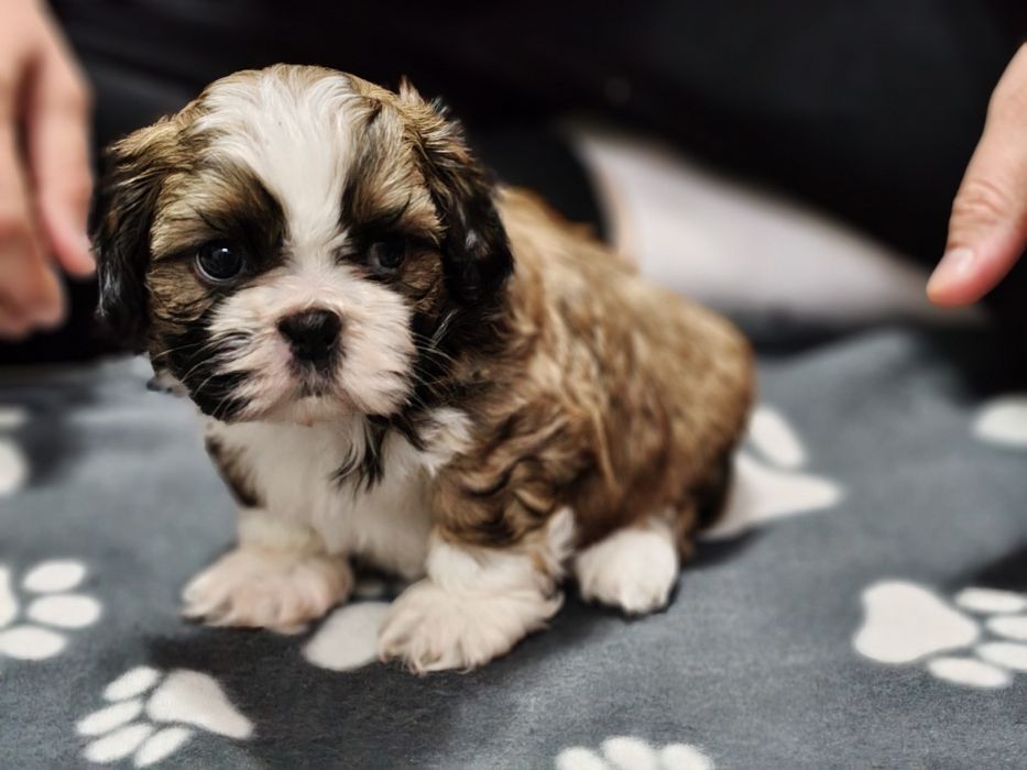 Piękny Shih Tzu z rodowodem