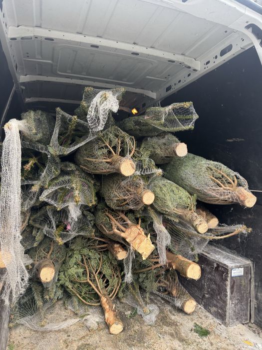 Ялинка жива новорічна наявності