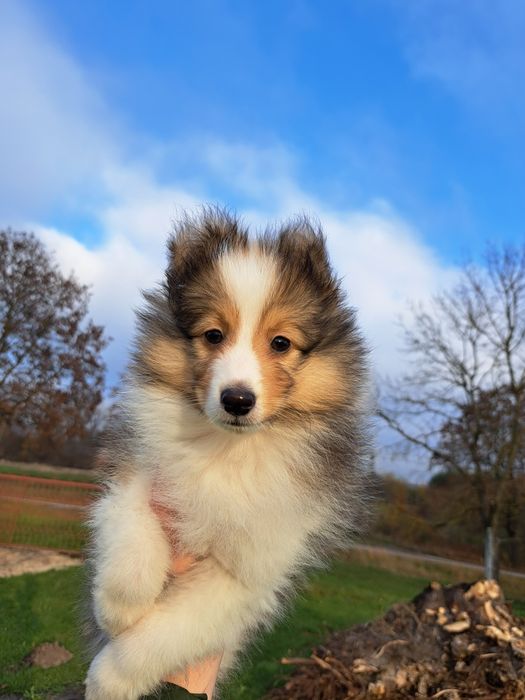 Owczarek Szetlandzki Sheltie