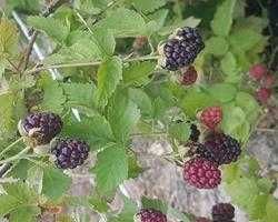 Framboesa preta planta