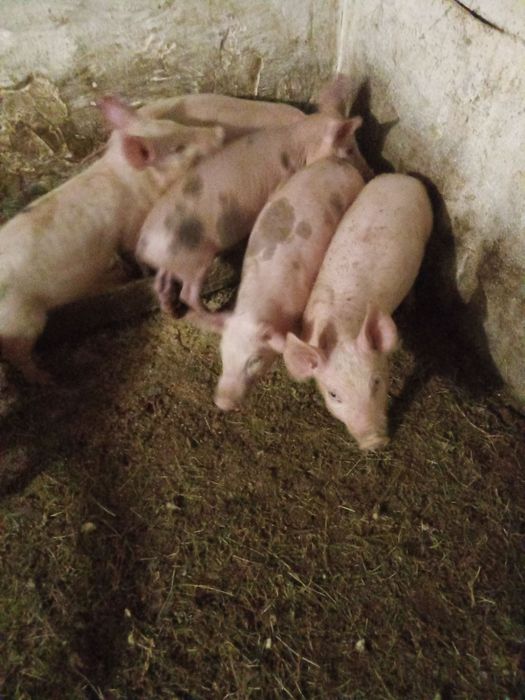 Продам поросята петрен