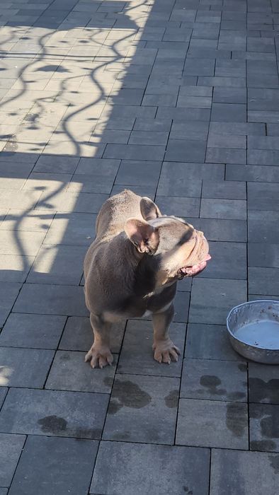 Buldog francuski   , chłopak