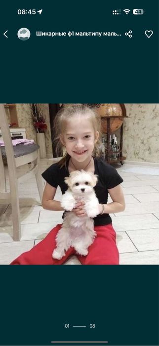 Мальтипу. Мальтеза братики з любовʼю