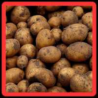 Sadzeniaki ziemniaki jadalne Gala