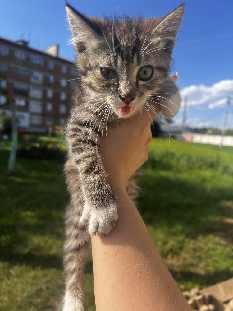 Котики в добрі руки