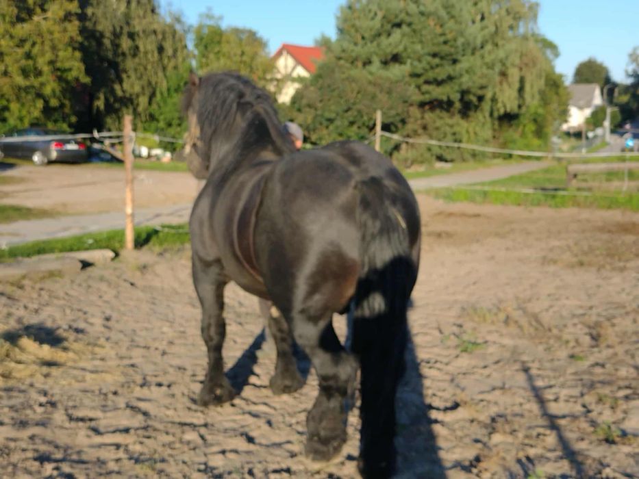 Sprzedam ogiera Rodrigo