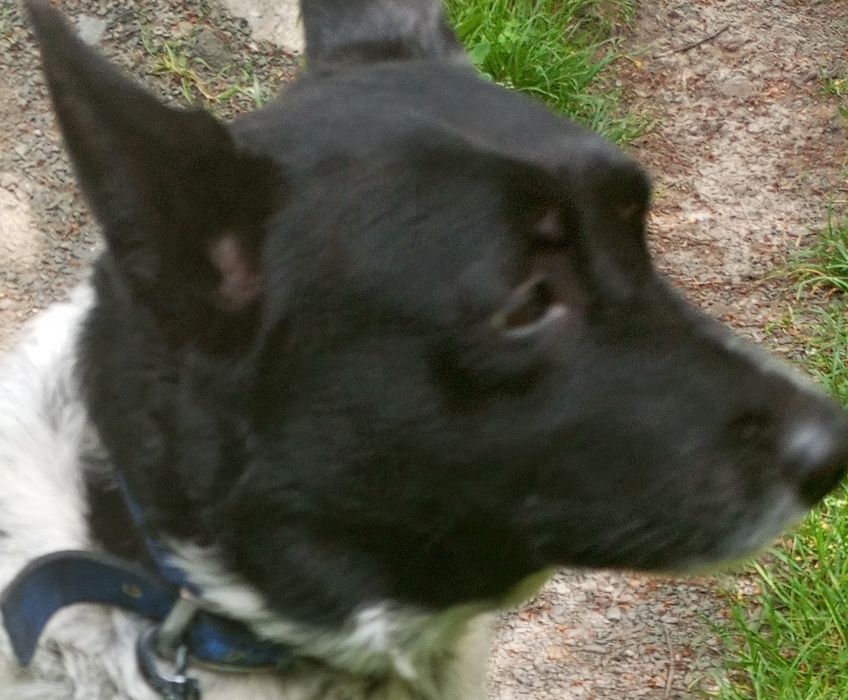 Віддам в добрі руки собачку