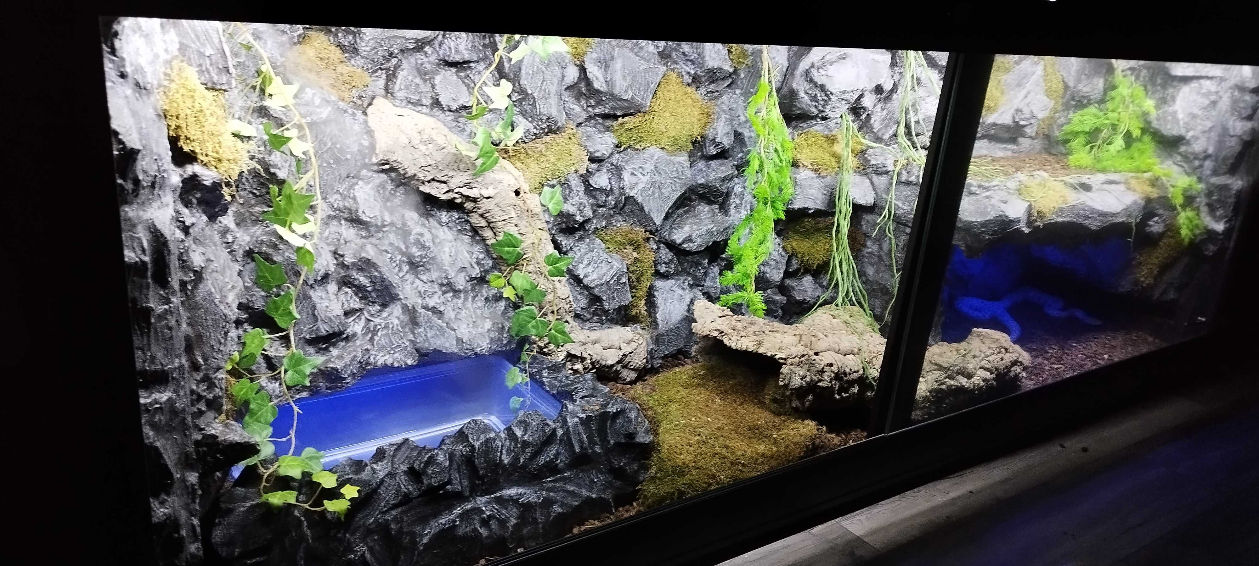 Terrarium pustynne dla agamy brodatej 120x60x60 ( Exotic Leszno )