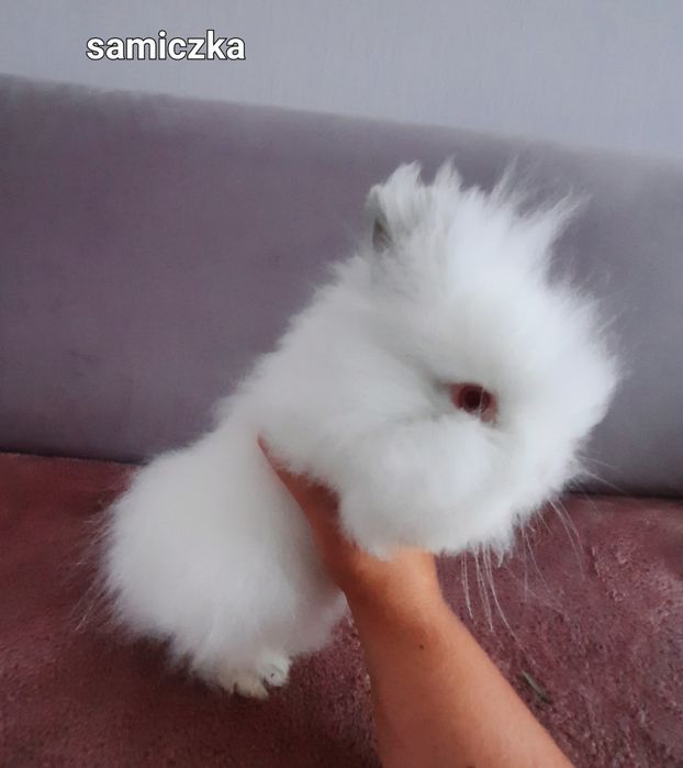 Karzełek Teddy długowłosy