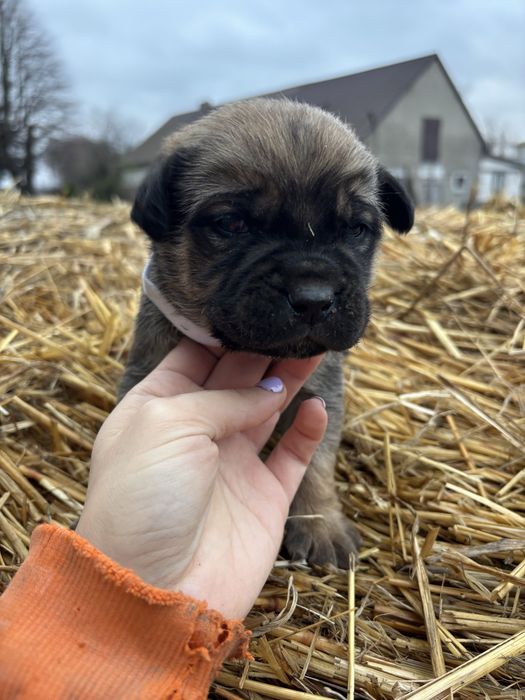 Szczeniaki do oddania