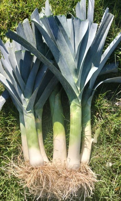 Por sprzedam...ekologiczny