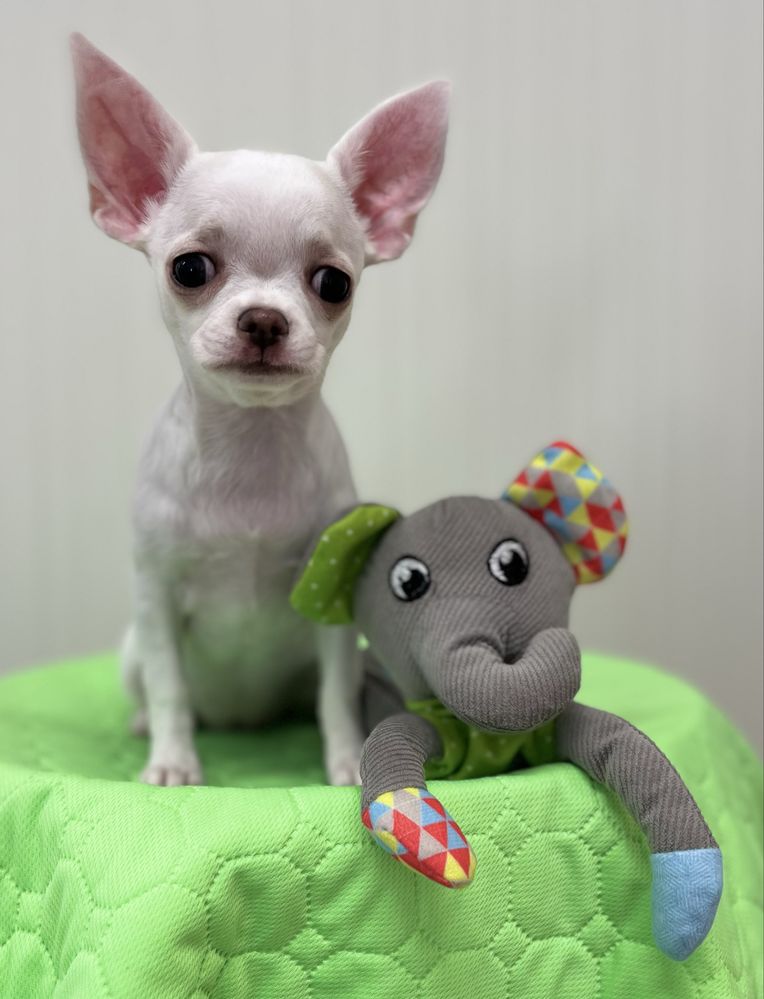 Chihuahua Femea Pelo Curto