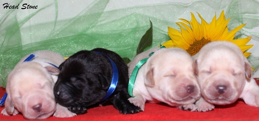 КСУ Лабрадор ретривер