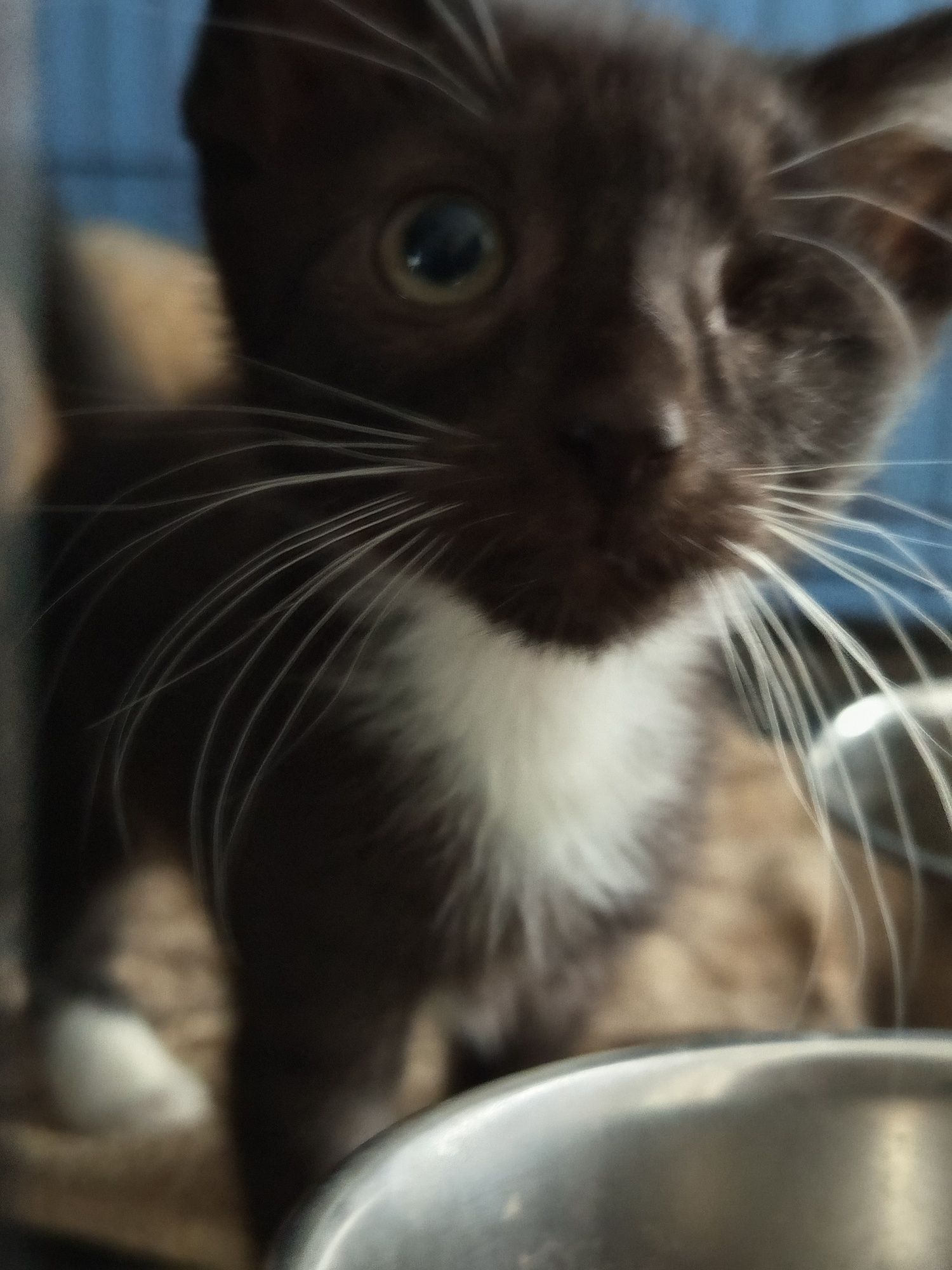 Kocie dziecko poleca się do adopcji
