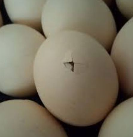 Голошейка инкубационное яйцо Венгрия