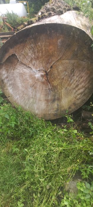 Sprzedam kłodę  topoli