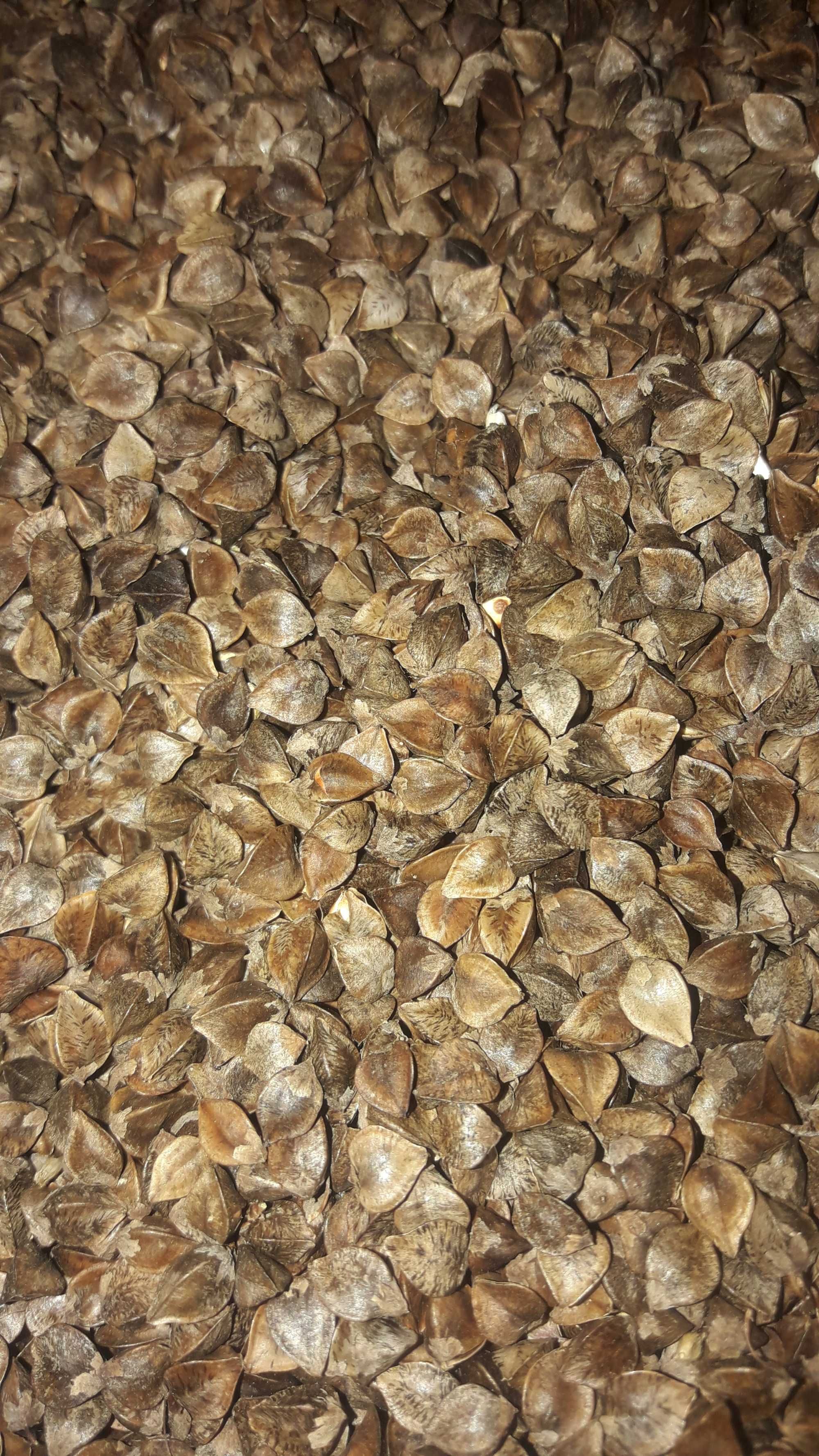 Гречки   насіння