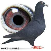 Młode Para 18 Czarne Drapa x Czarny cud gołąb gołębie pocztowe