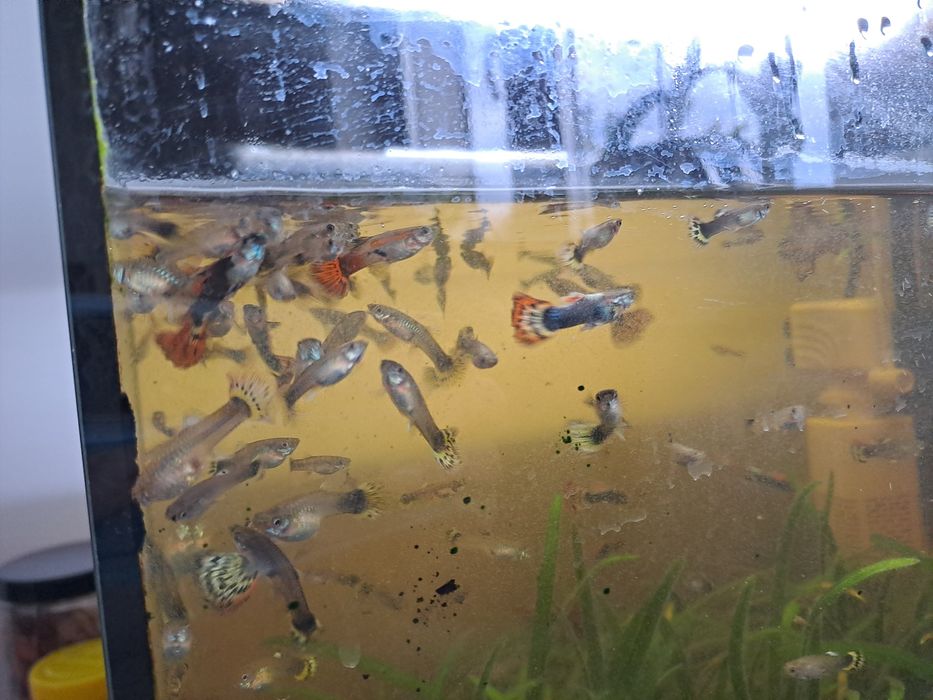 Sprzedam rybki akwariowe