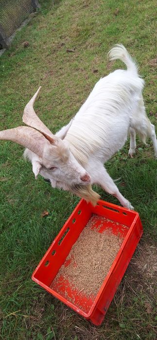 Kozioł cap saaneński